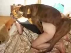 Delightful doggystyle bestiality twat pounding for this gorgeous college mature dilettante slut